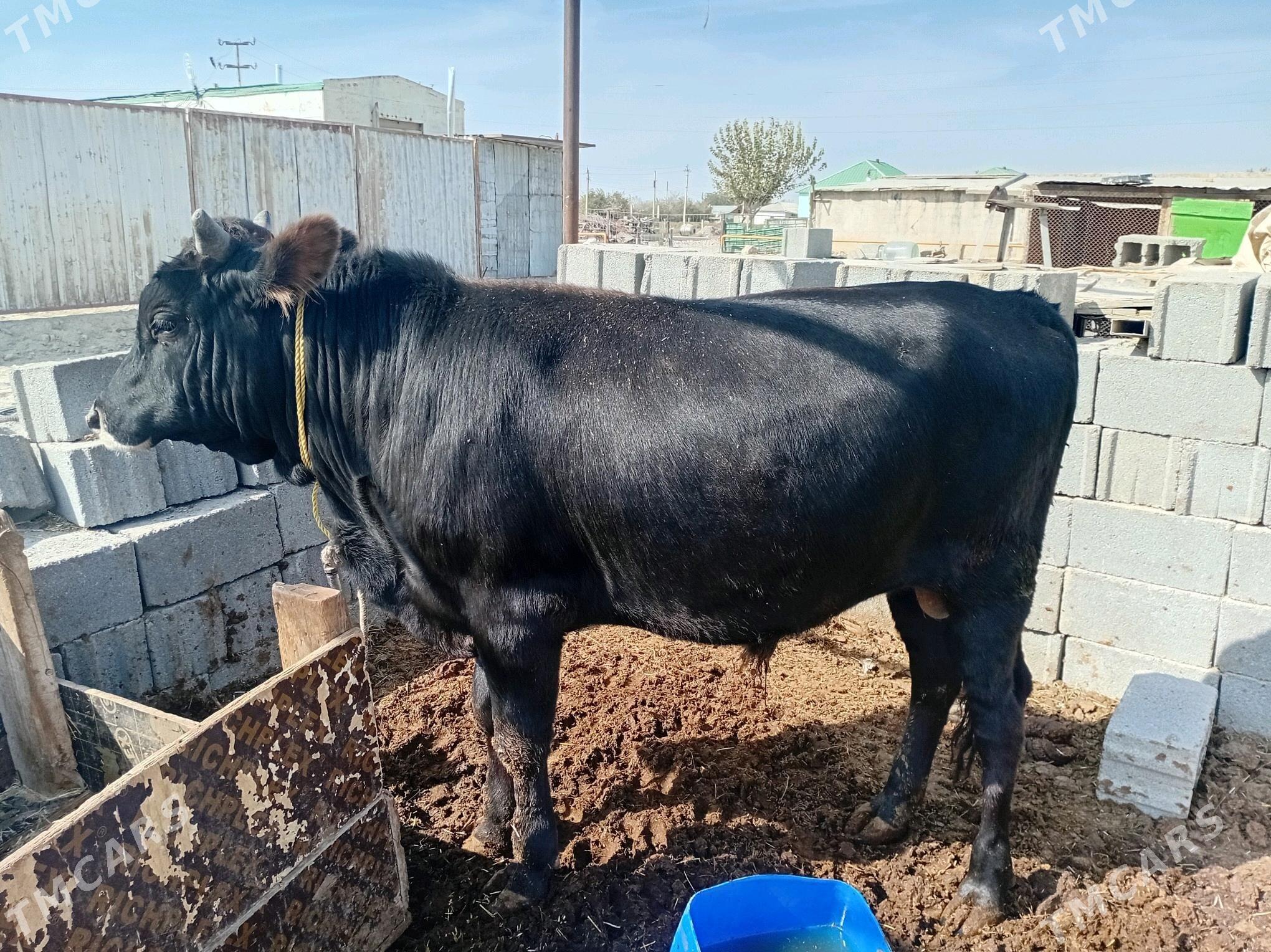 öküz - Ак-Бугдайский этрап - img 1