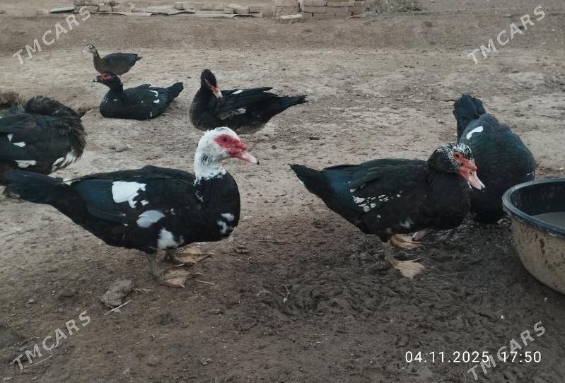 indautga - Tejen - img 1