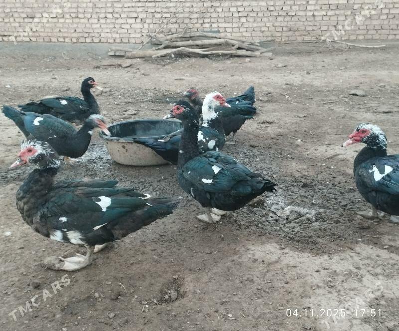 indautga - Tejen - img 8