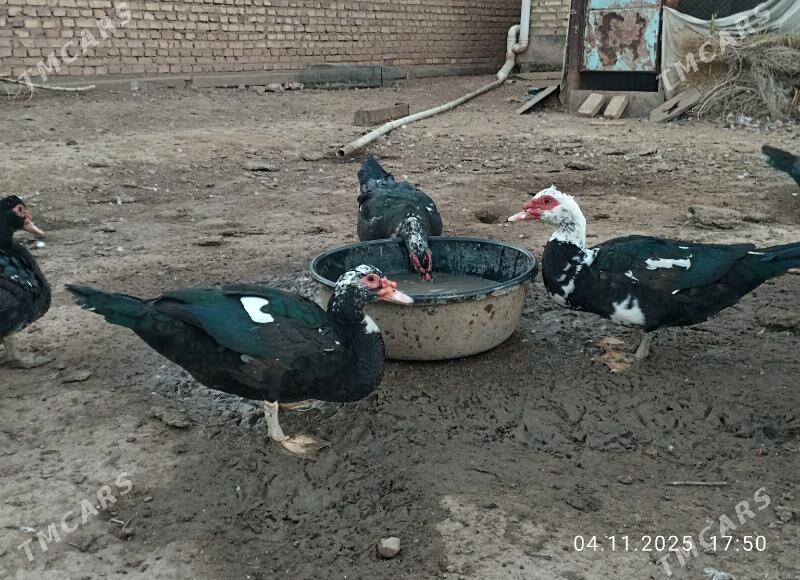 indautga - Tejen - img 10