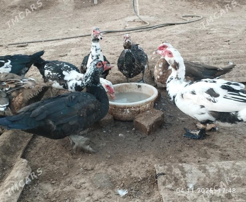 indautga - Tejen - img 5