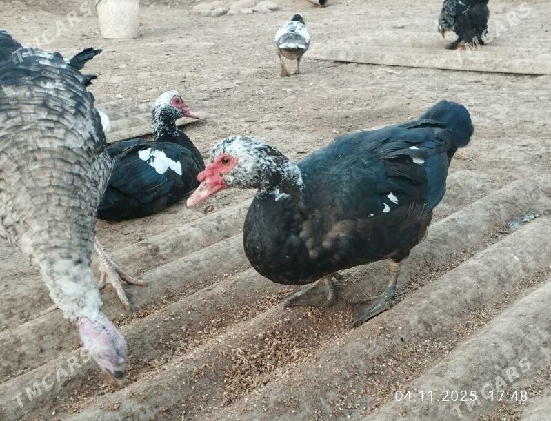 indautga - Tejen - img 4