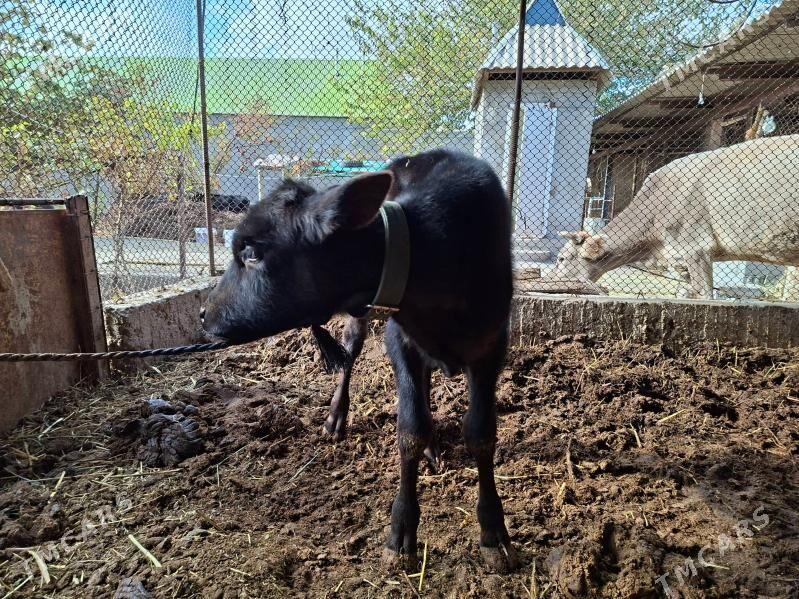 tuwe tohum2.aylyk - Бузмеин - img 2