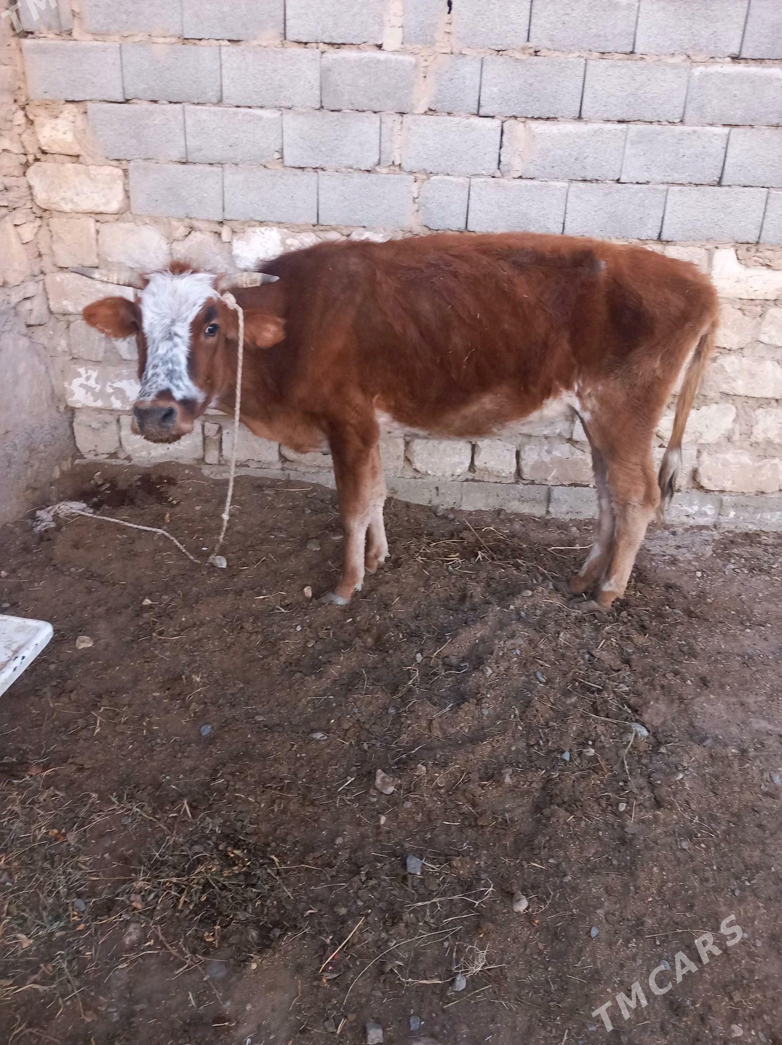 Gysyr sygyr - Gyzylarbat - img 2