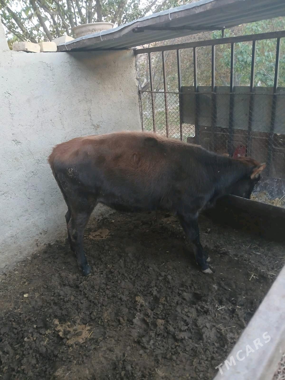 sygyr - Bereket - img 2