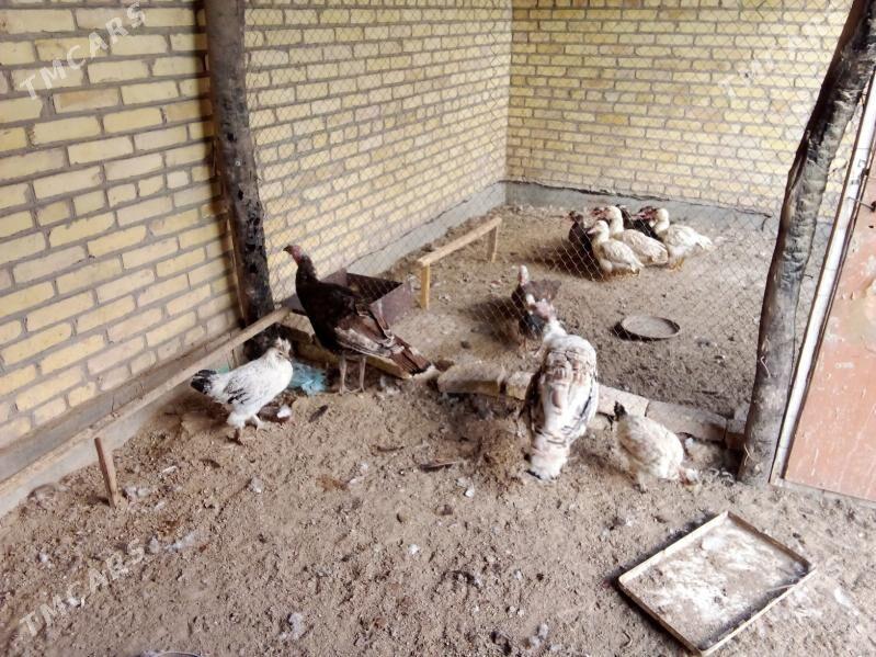 эркэк индюклар 5 айлык - Farap - img 2