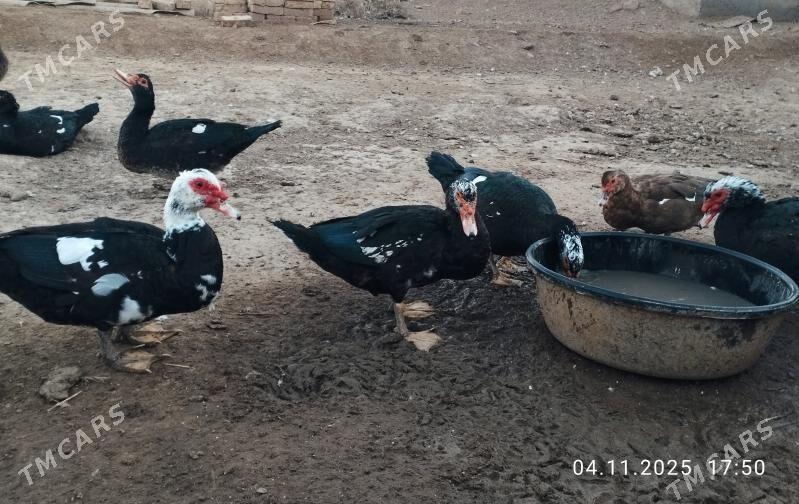 indautga - Tejen - img 2