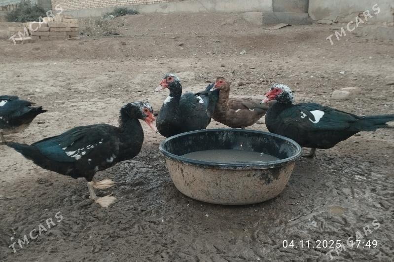 indautga - Tejen - img 3