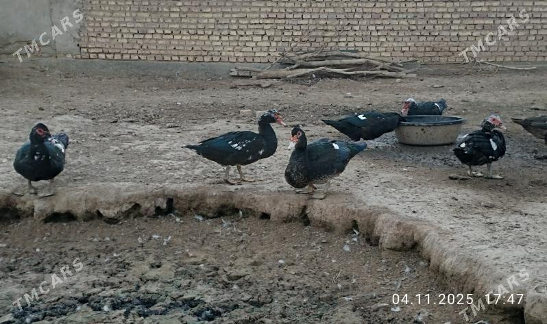 indautga - Tejen - img 7