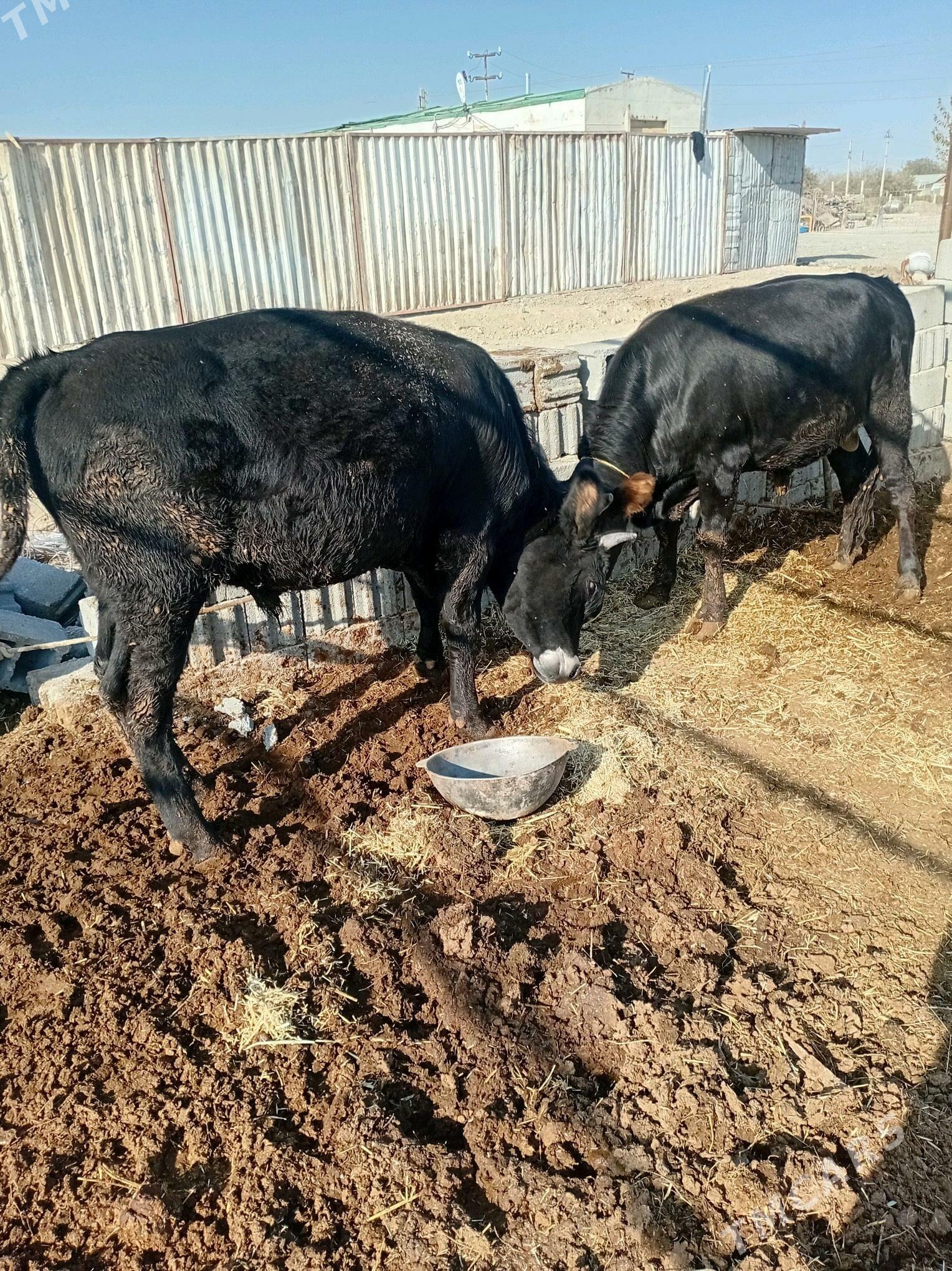 öküz - Ак-Бугдайский этрап - img 2