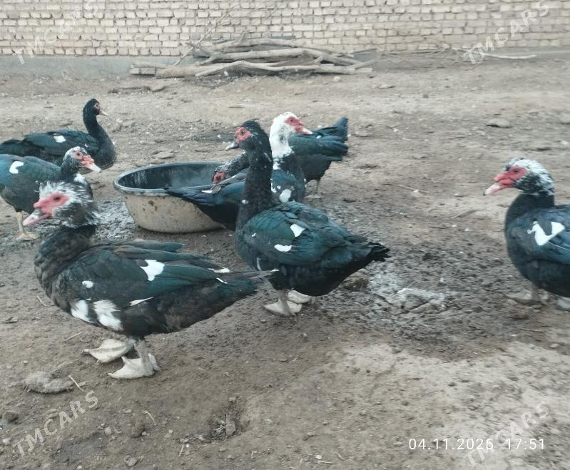 indautga - Tejen - img 9