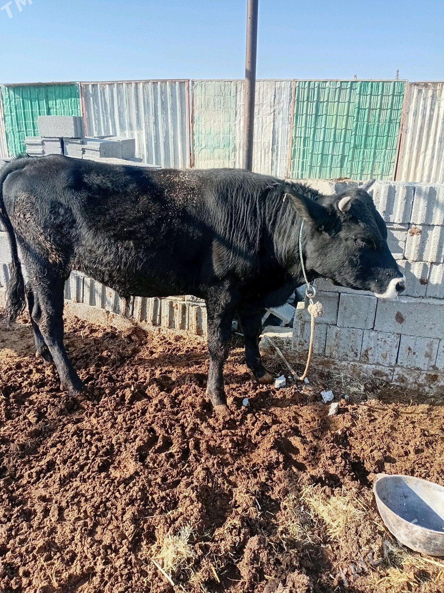 öküz - Ак-Бугдайский этрап - img 3