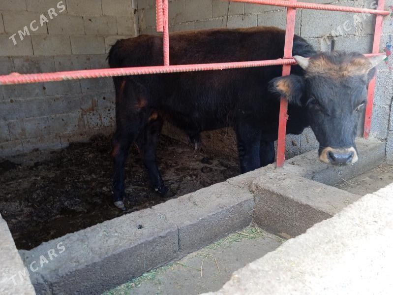 öküz okuz - Gypjak - img 2