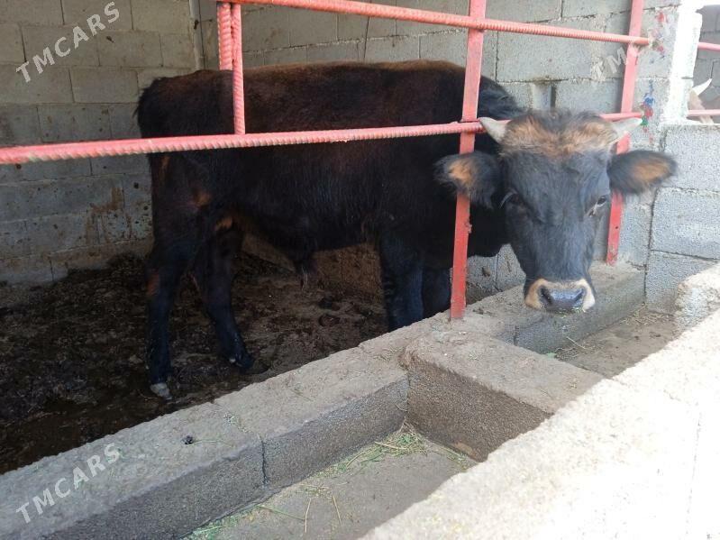 öküz okuz - Gypjak - img 3