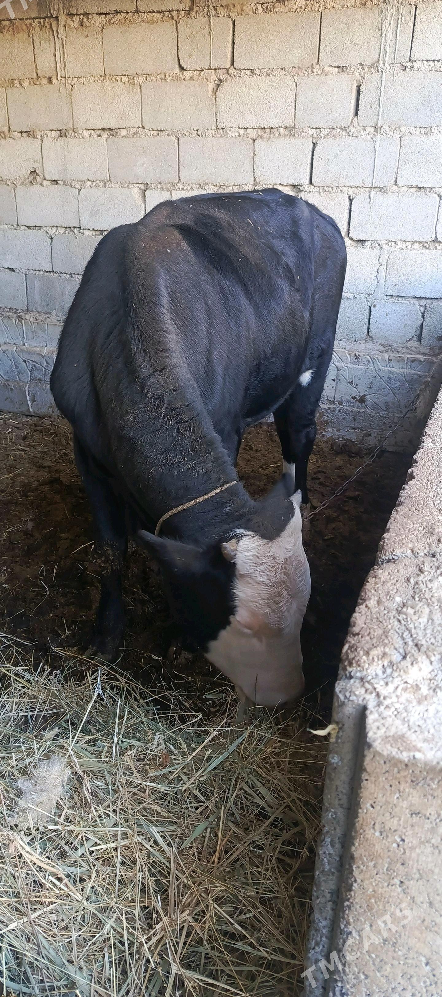 okuz - Гёкдепе - img 2