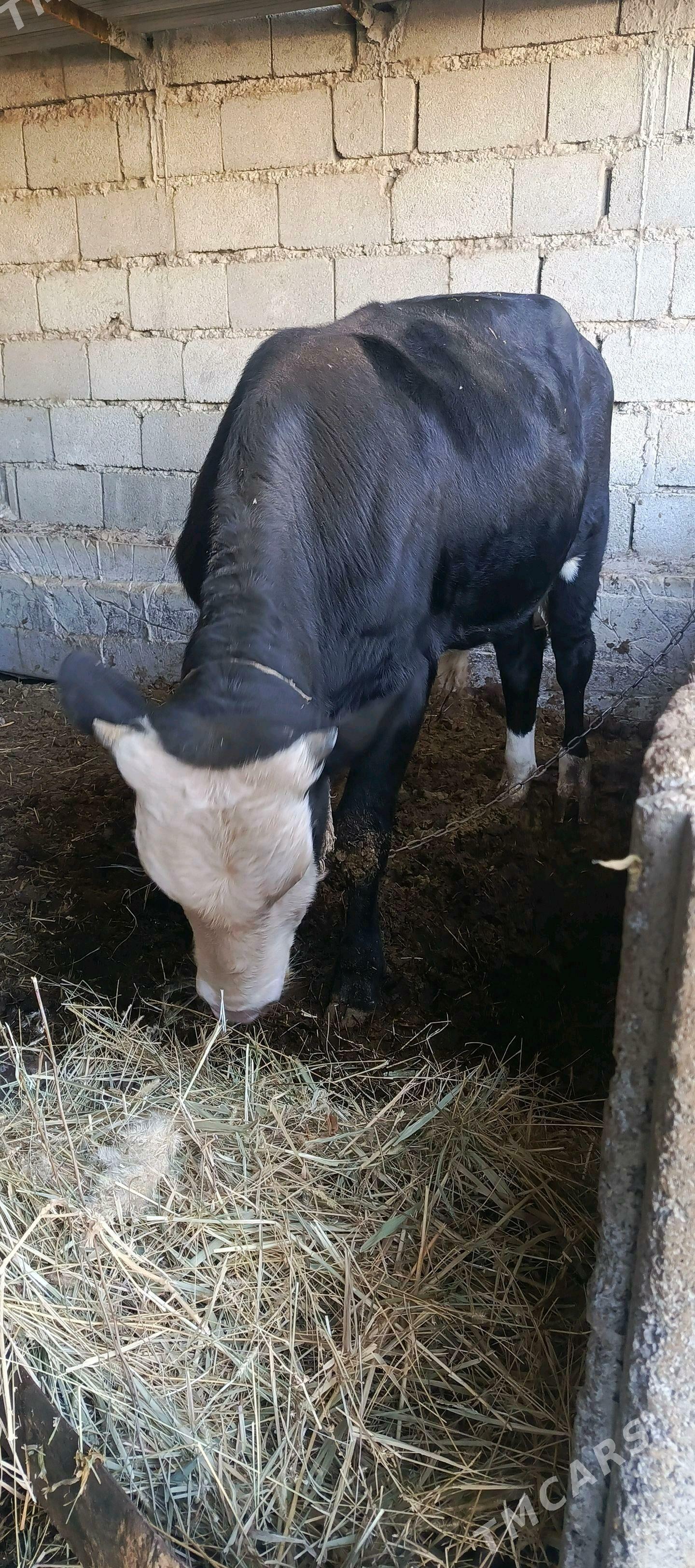 okuz - Гёкдепе - img 1