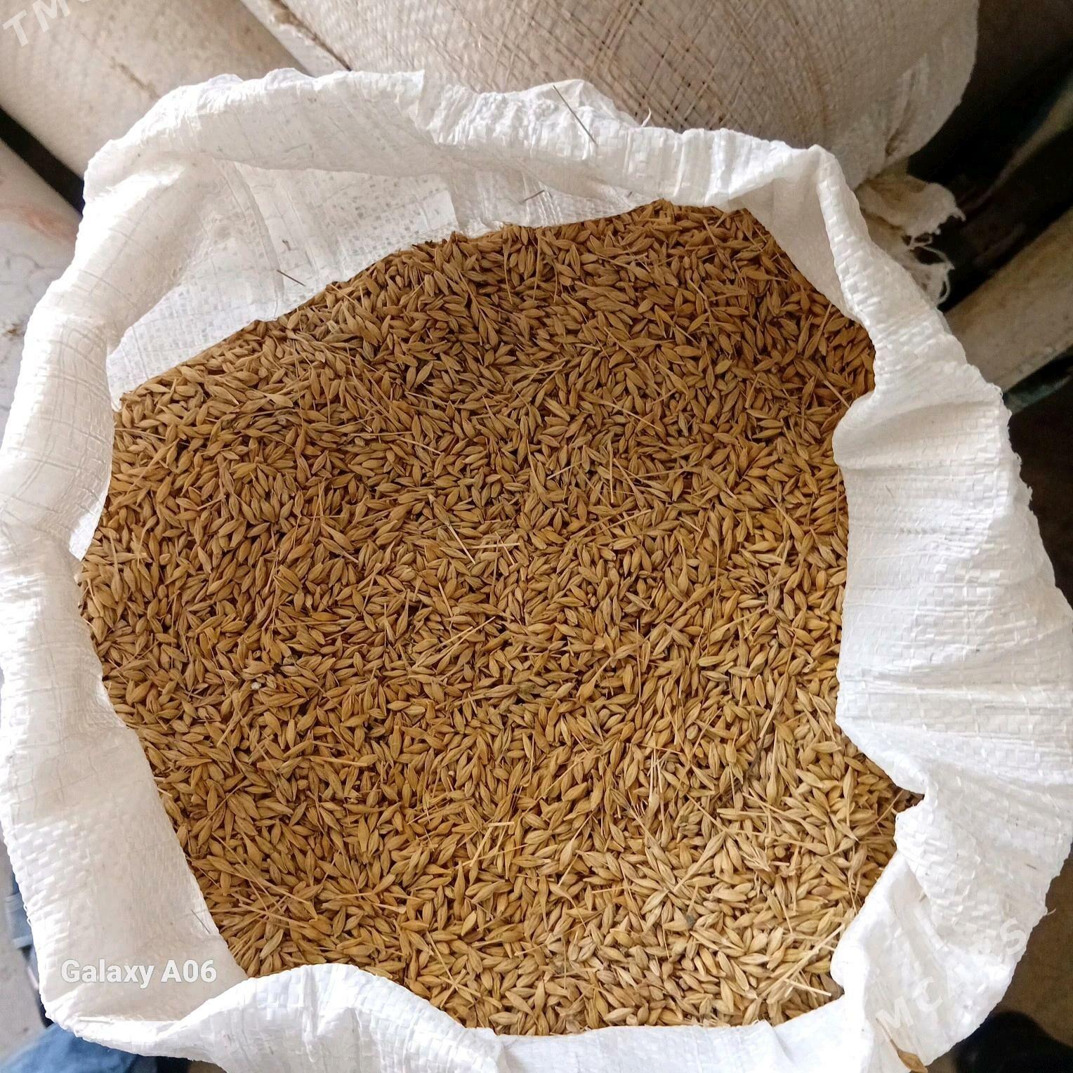 ARPA - Änew - img 2