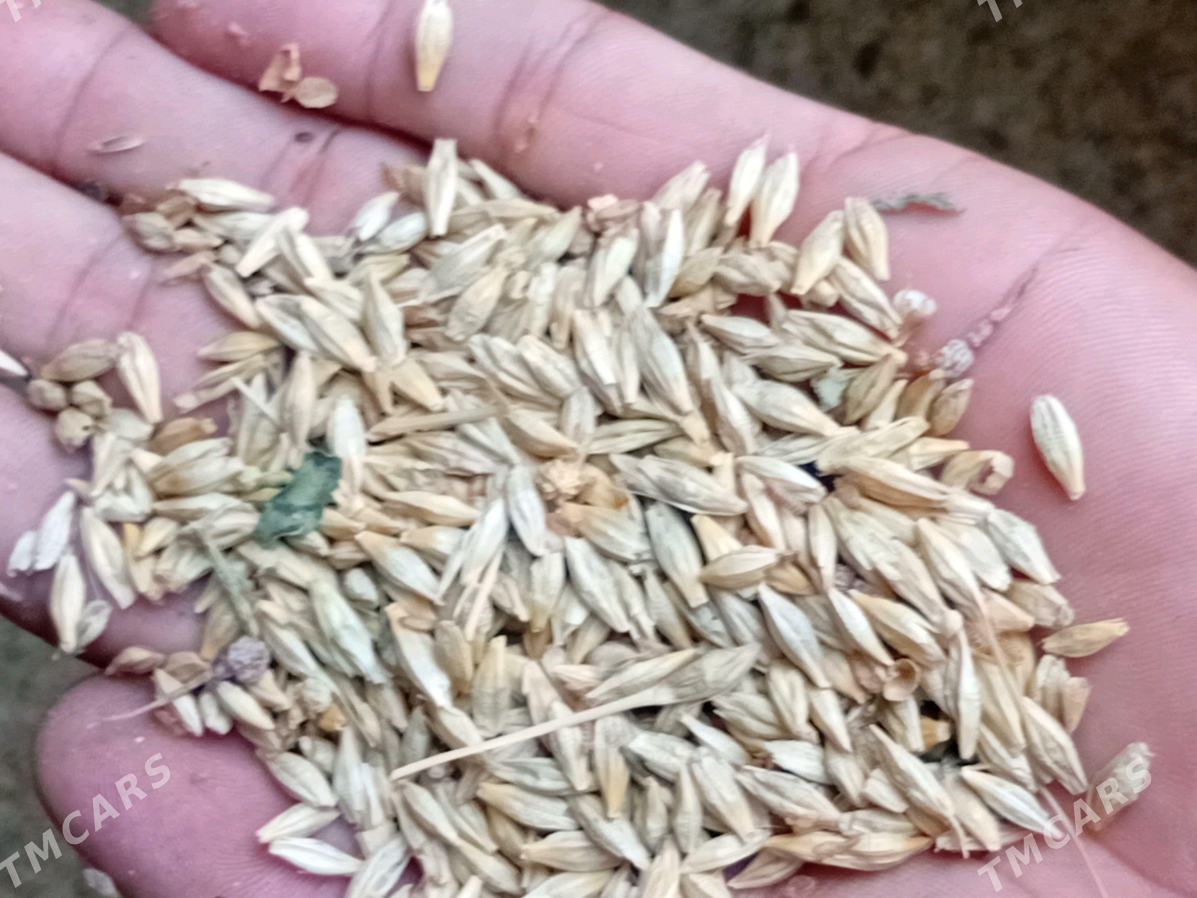 ARPA - Änew - img 1