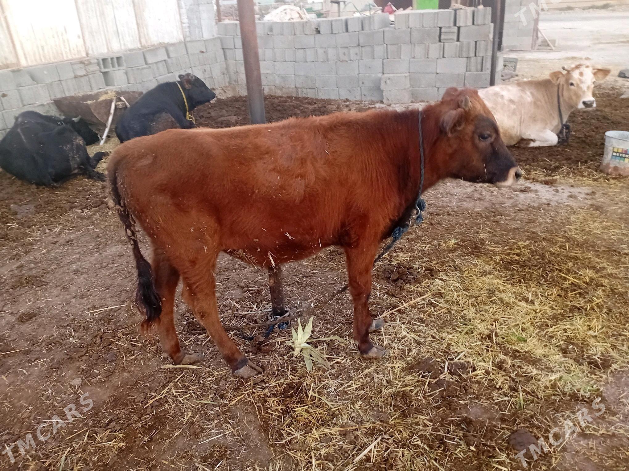 öküz - Ак-Бугдайский этрап - img 1