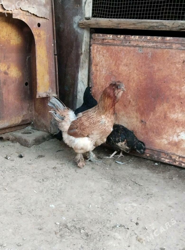 TOWUK - Esenguly - img 3