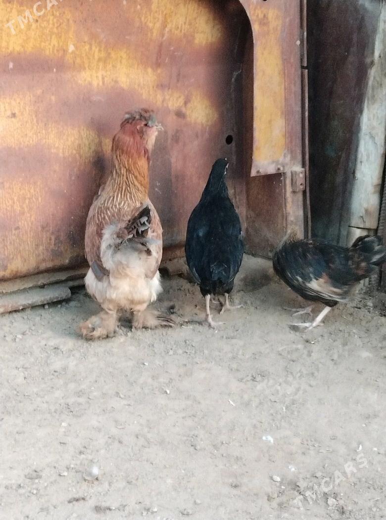 TOWUK - Esenguly - img 2