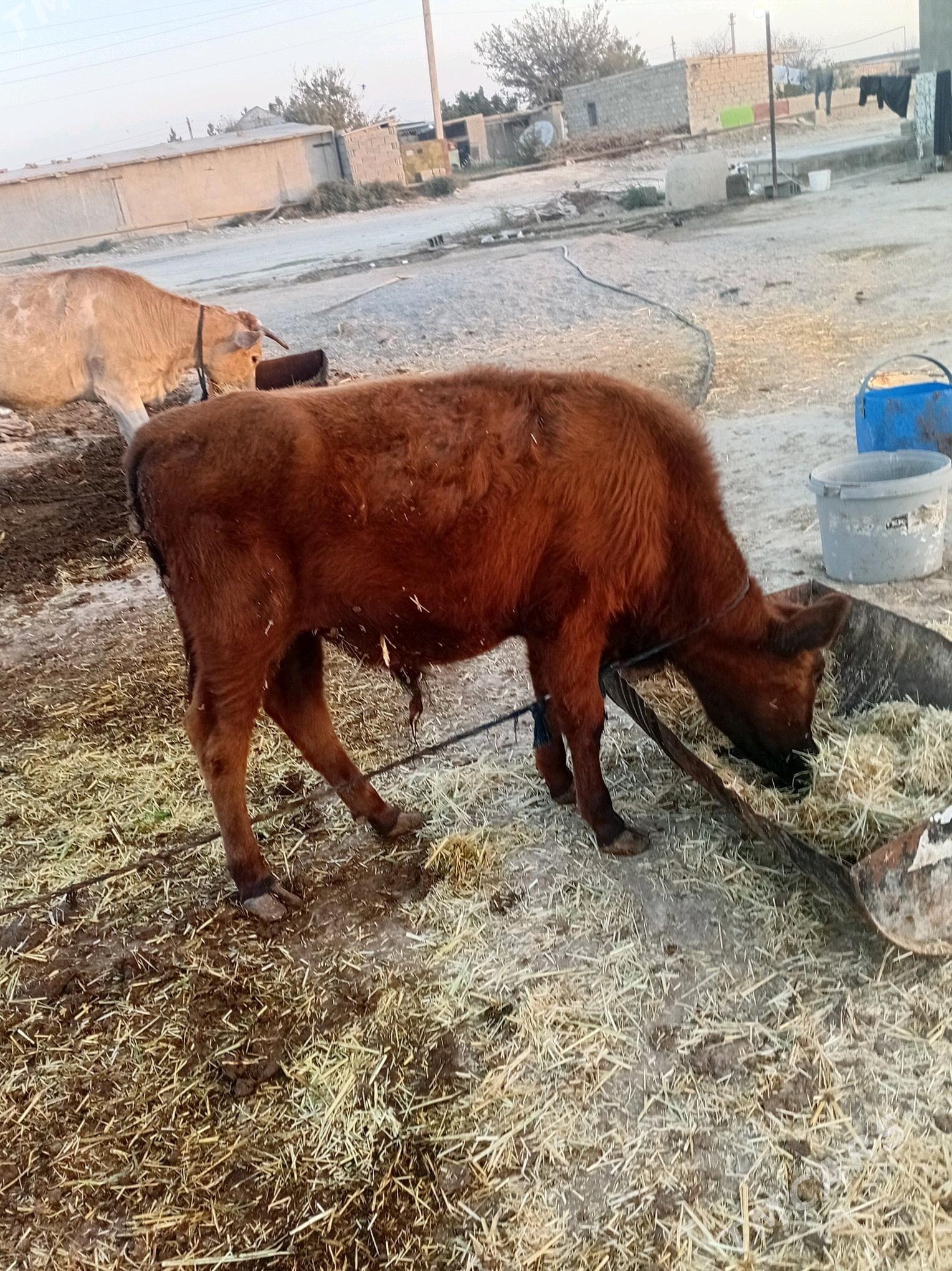 öküz - Ак-Бугдайский этрап - img 2