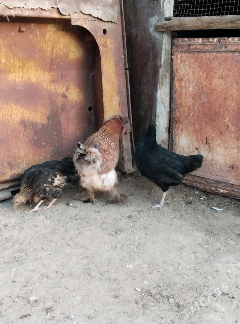 TOWUK - Esenguly - img 4