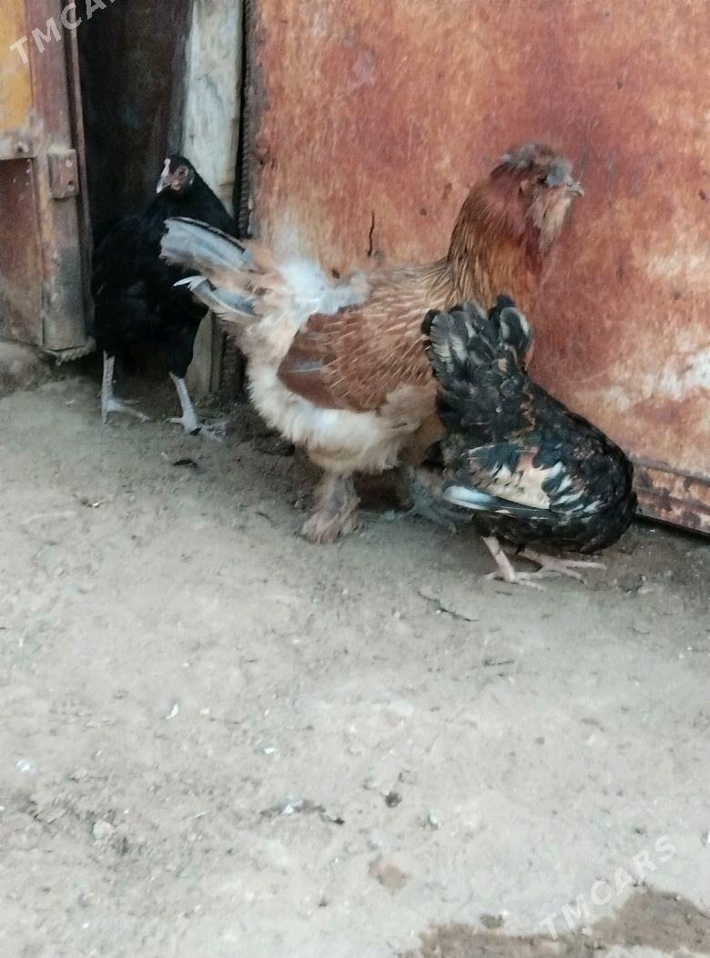 TOWUK - Esenguly - img 1