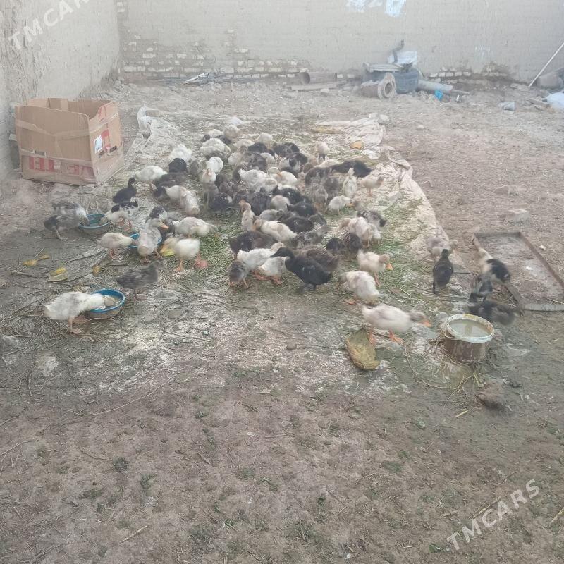 ordek - Мургап - img 2