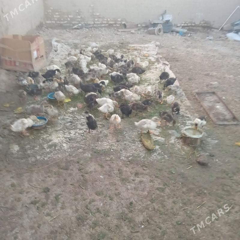 ordek - Мургап - img 3