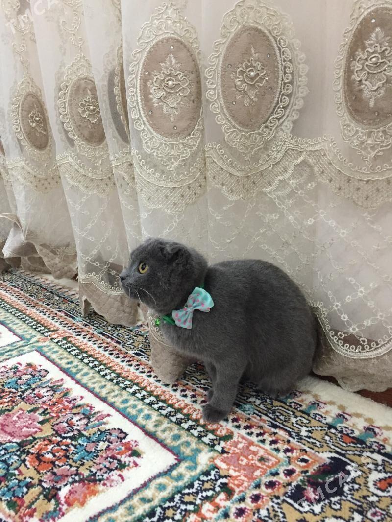 вислоухие - Чарджоу - img 3