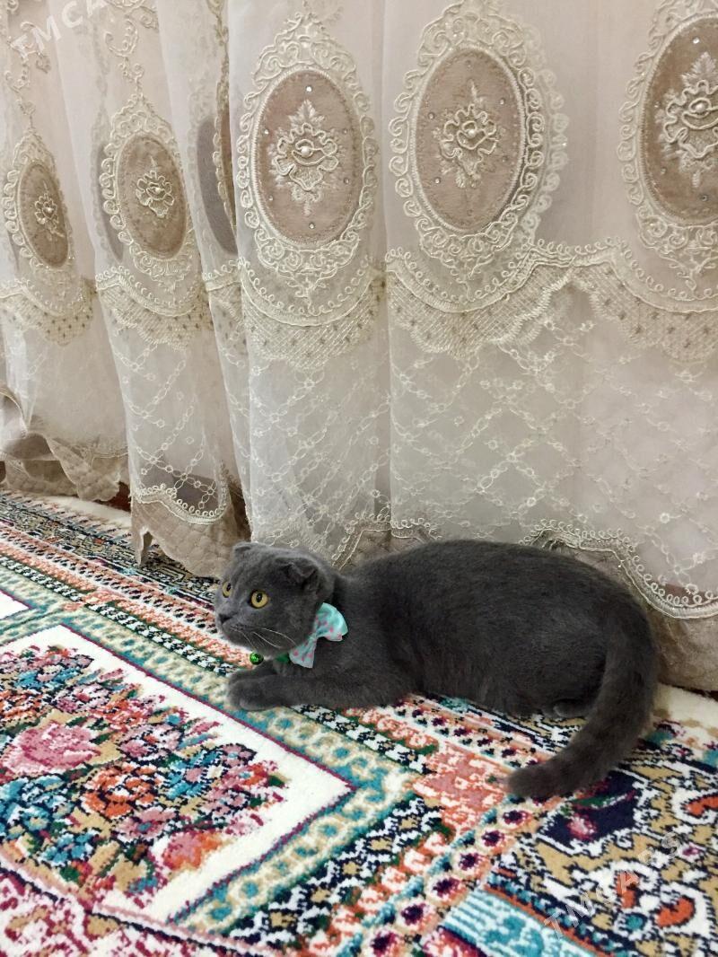 вислоухие - Чарджоу - img 2