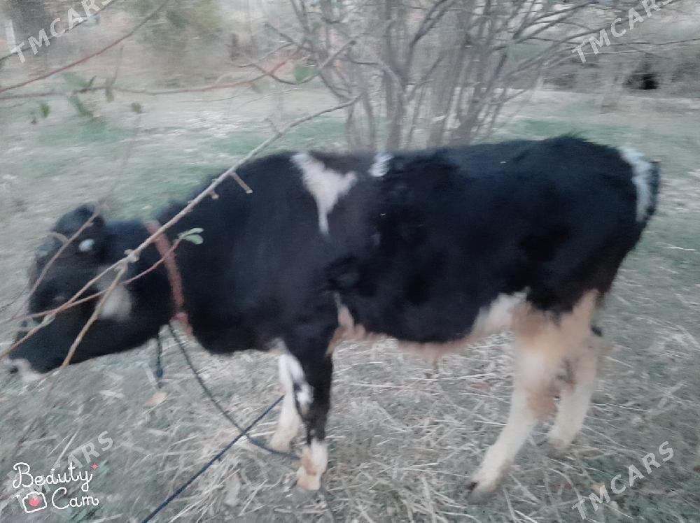 öküz - Кака - img 1