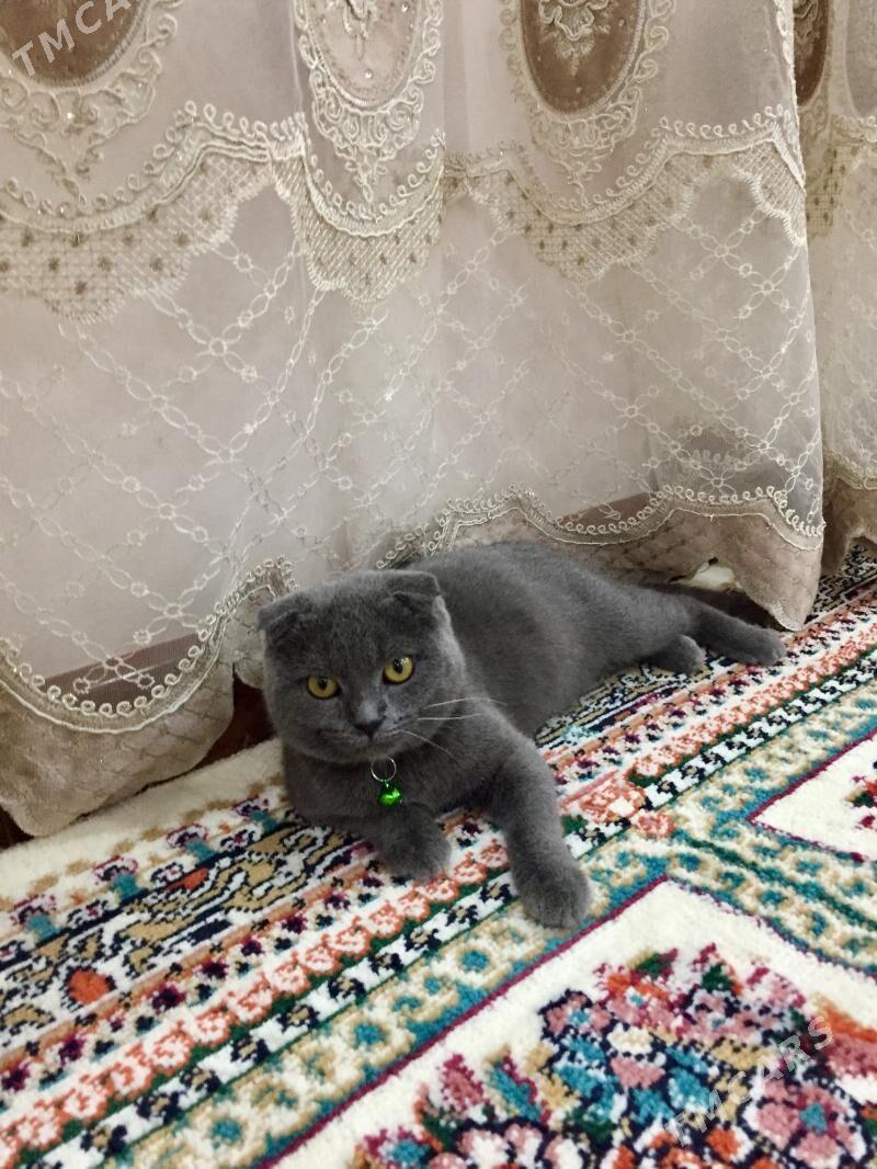 вислоухие - Чарджоу - img 6