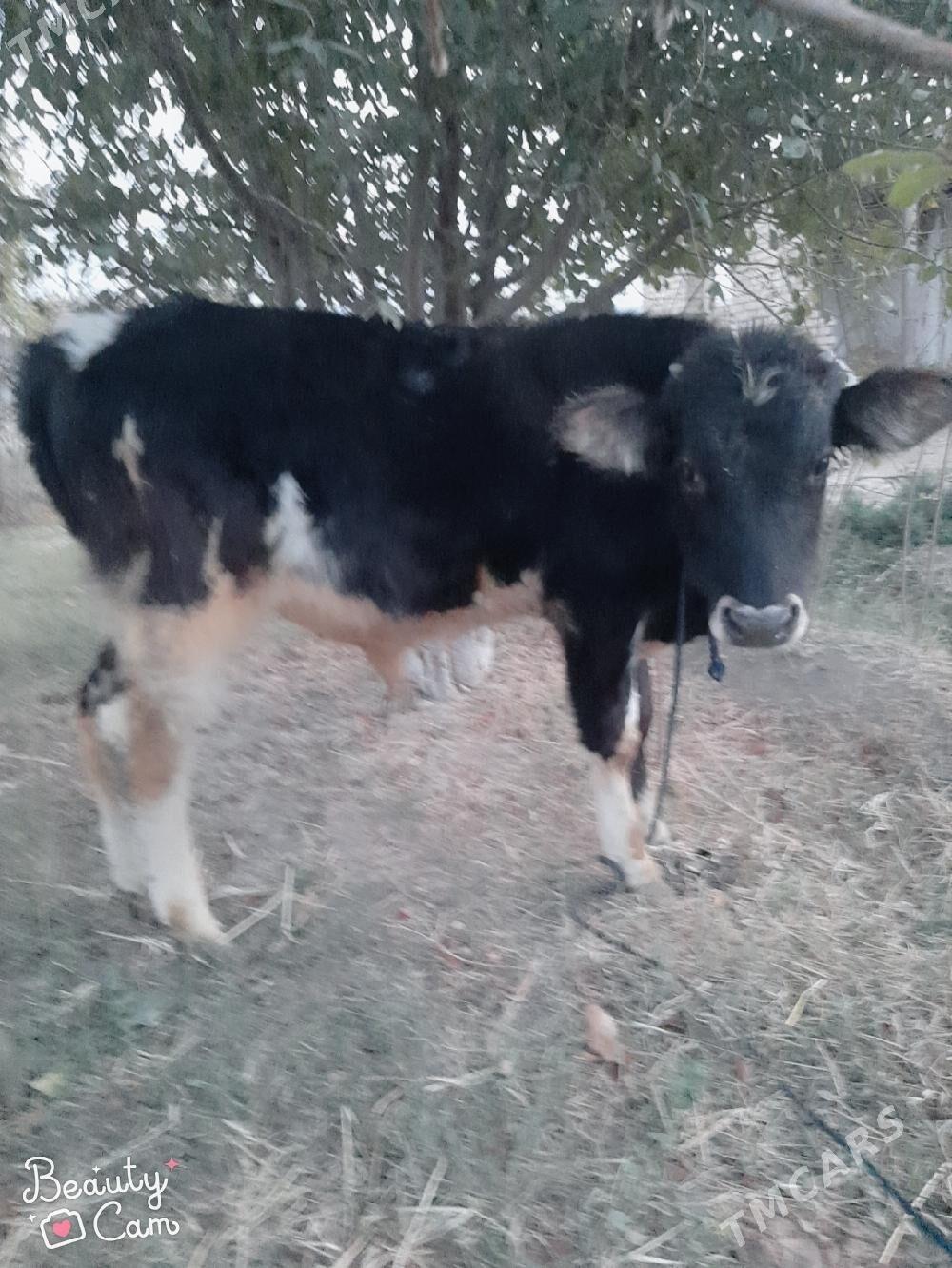 öküz - Кака - img 2