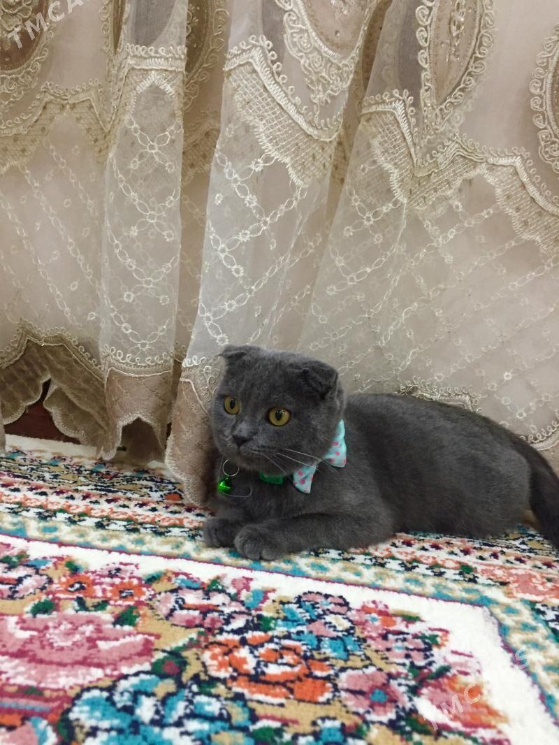 вислоухие - Чарджоу - img 7