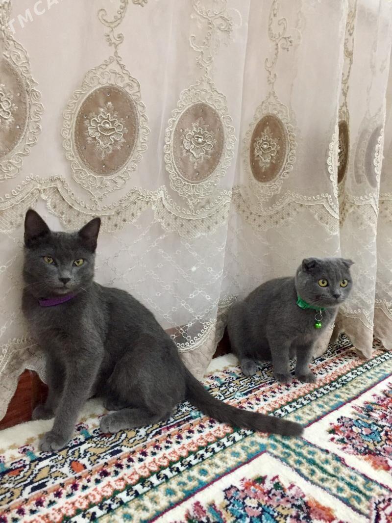 вислоухие - Чарджоу - img 4