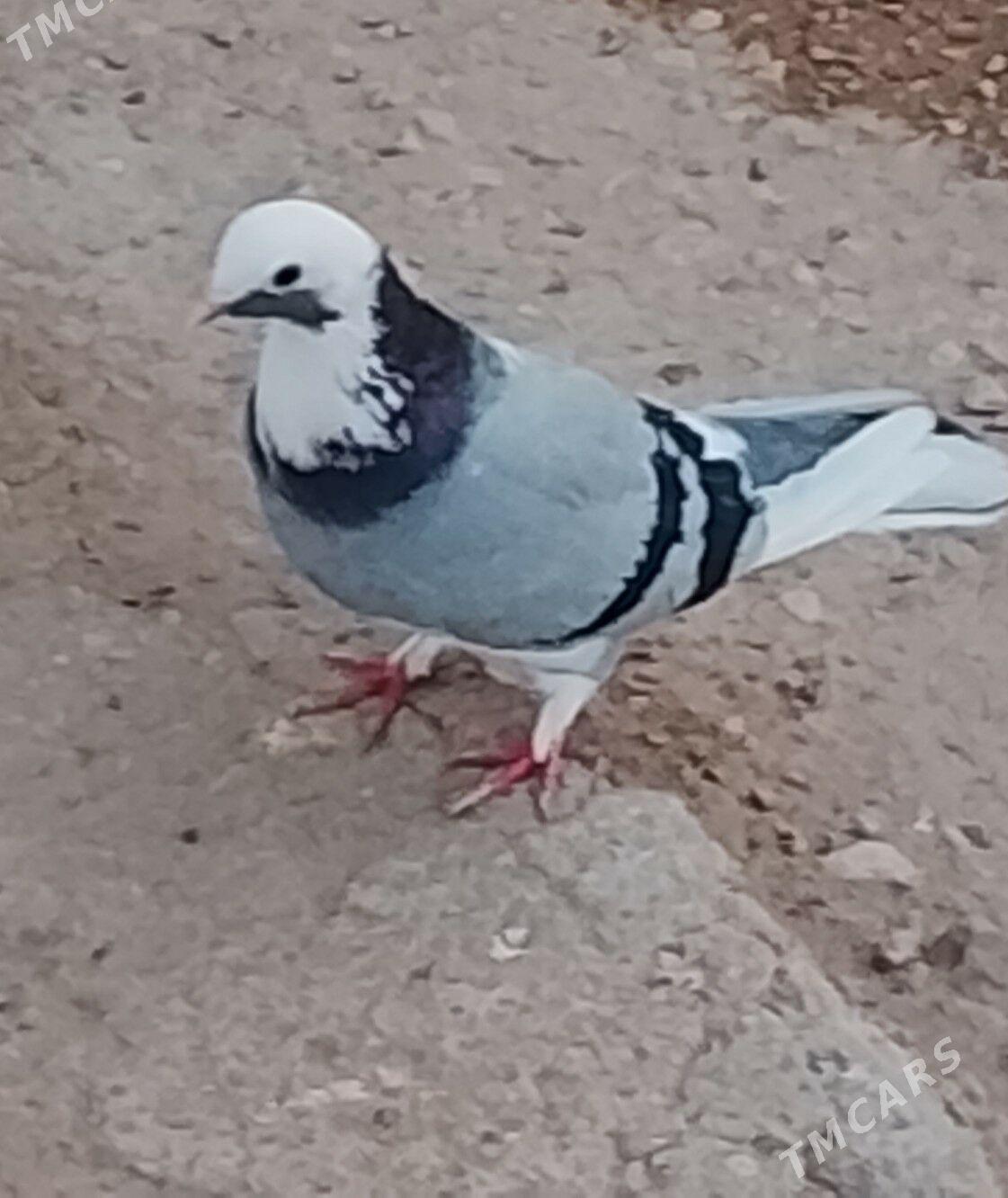 kepderi - Джебел - img 2