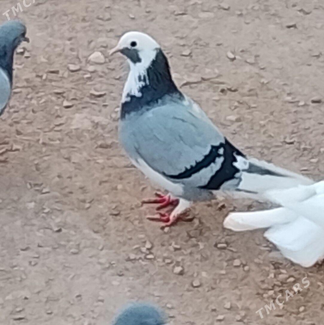 kepderi - Джебел - img 3