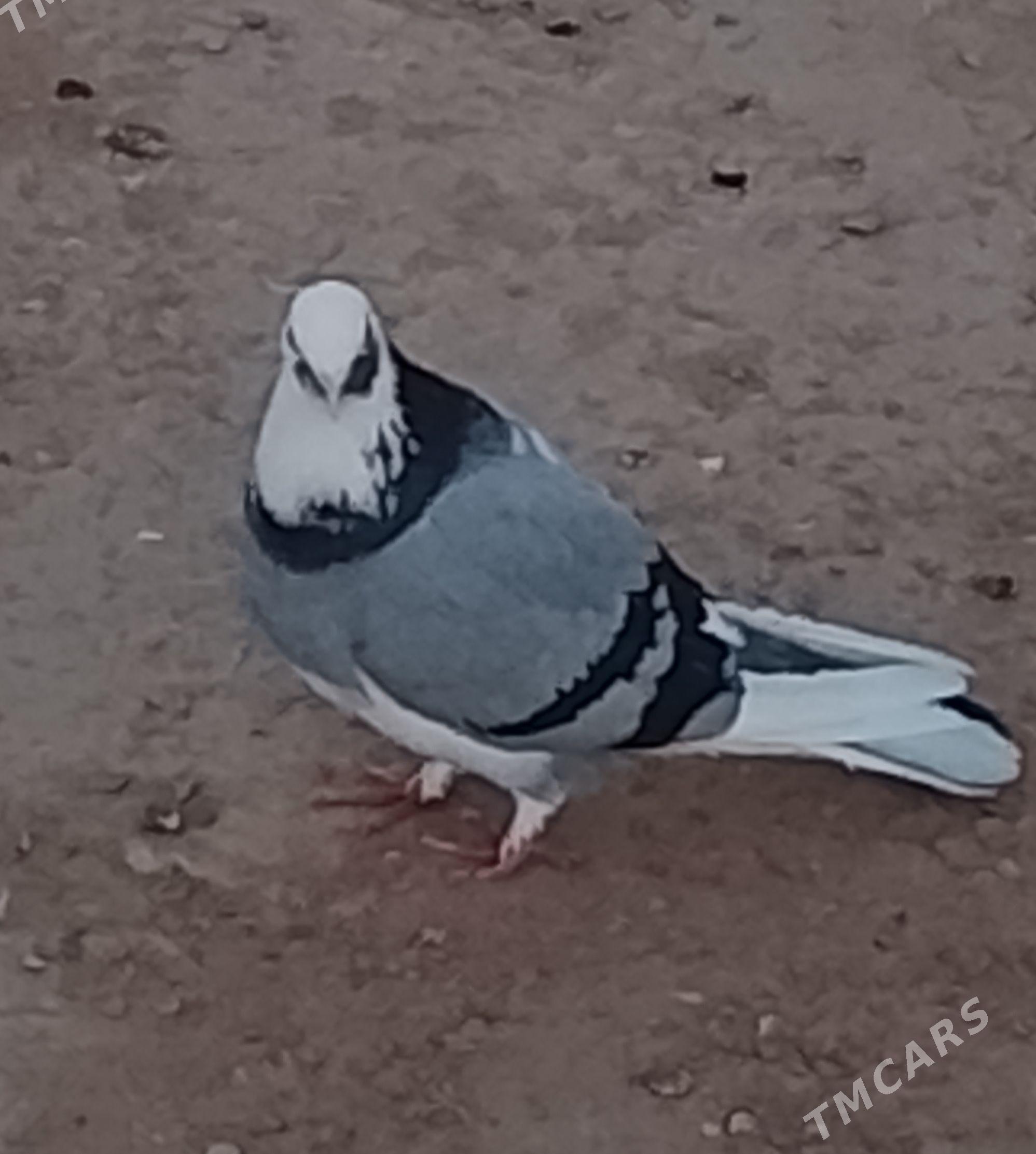 kepderi - Джебел - img 1