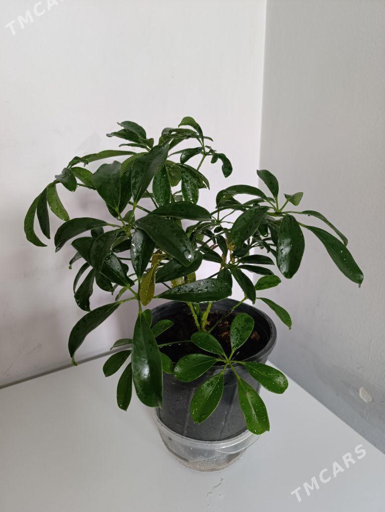 Шефлера - 30 mkr - img 6