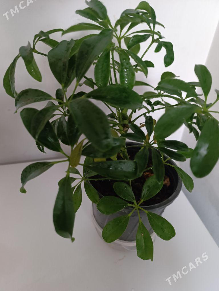 Шефлера - 30 mkr - img 2