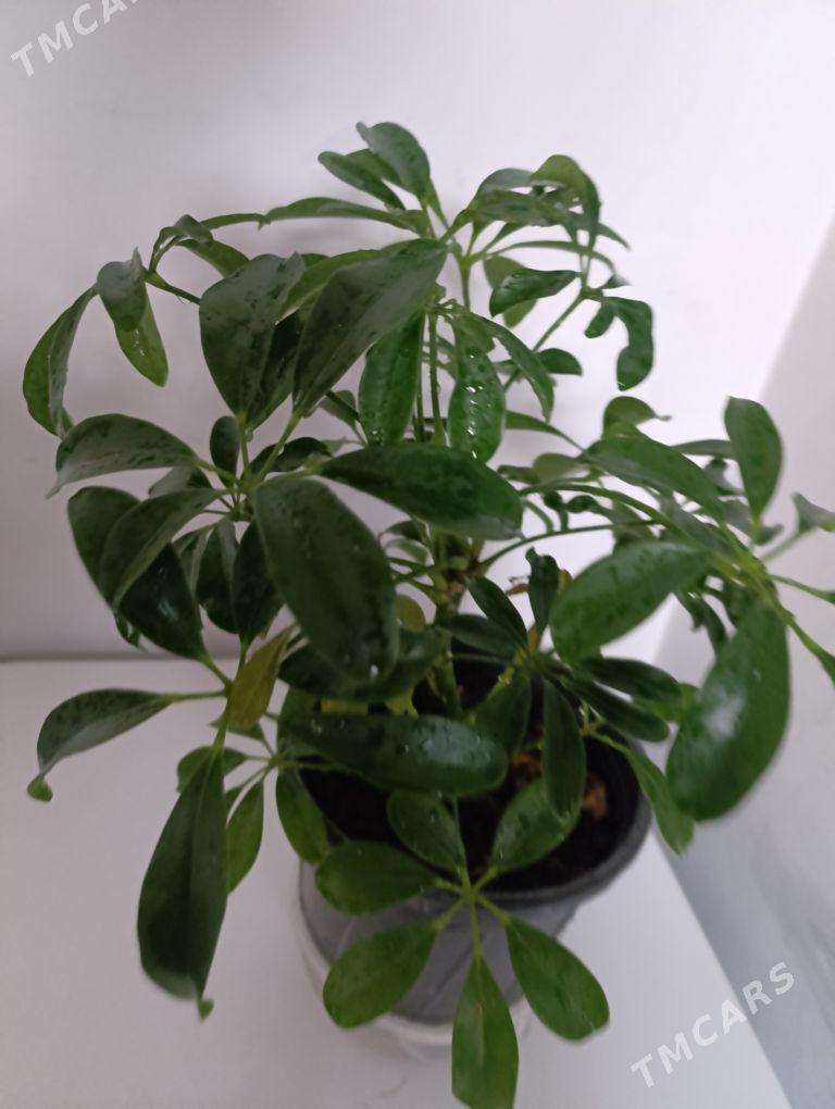 Шефлера - 30 mkr - img 3