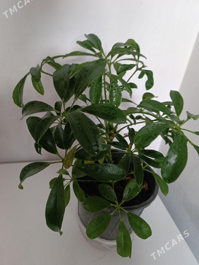 Шефлера - 30 mkr - img 5