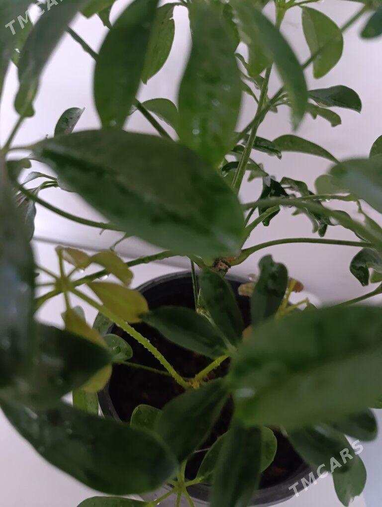 Шефлера - 30 mkr - img 1