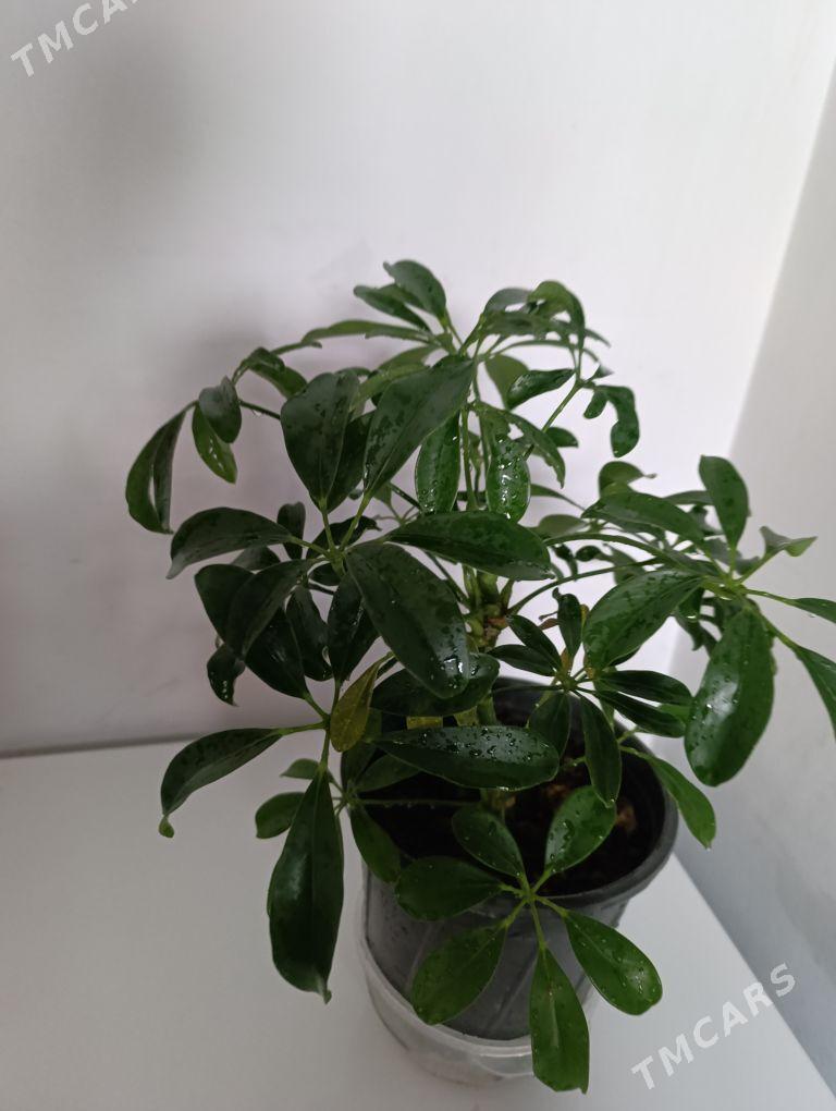 Шефлера - 30 mkr - img 4