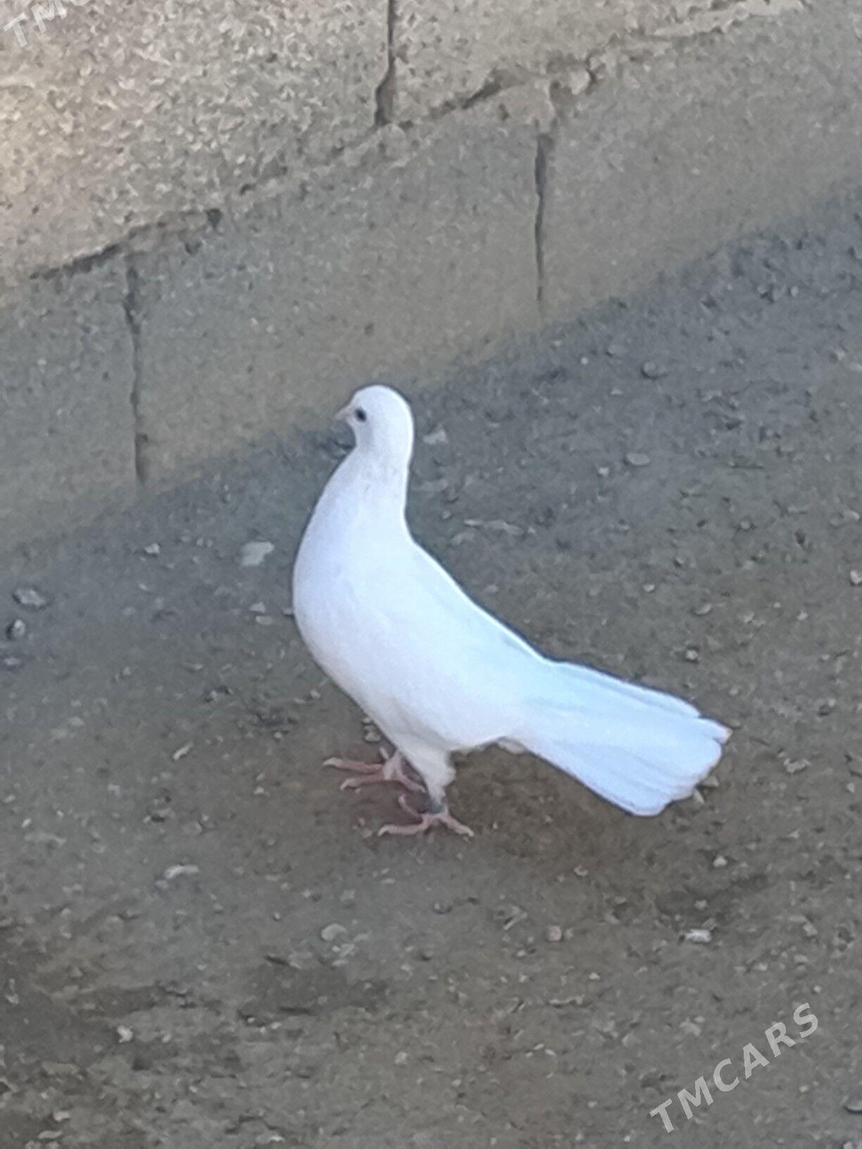 kepderi - Джебел - img 2