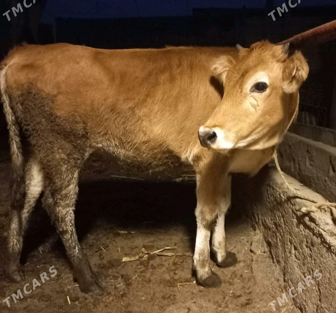 tuwe - Яшлык - img 3