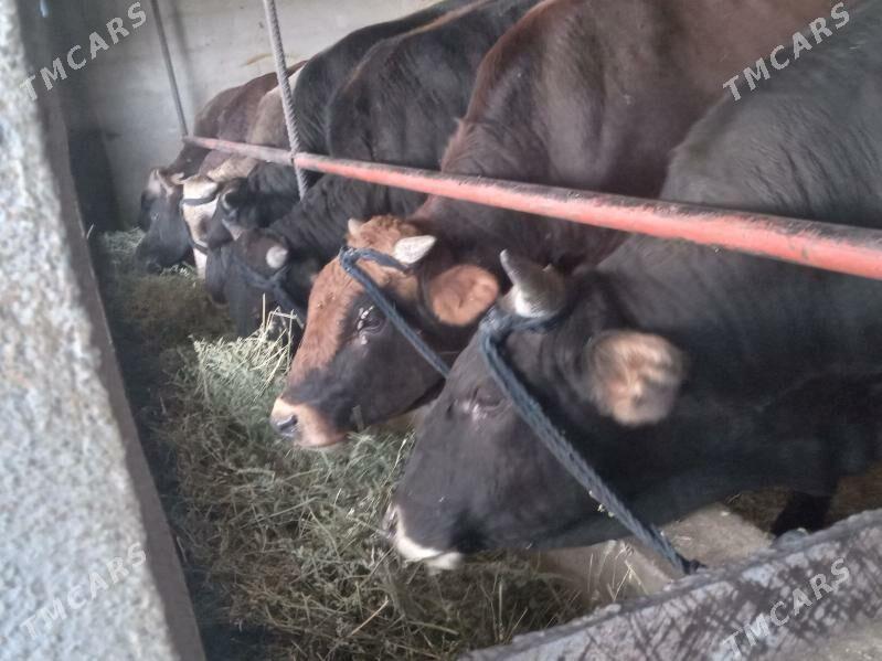 uly okiz - Büzmeýin - img 2