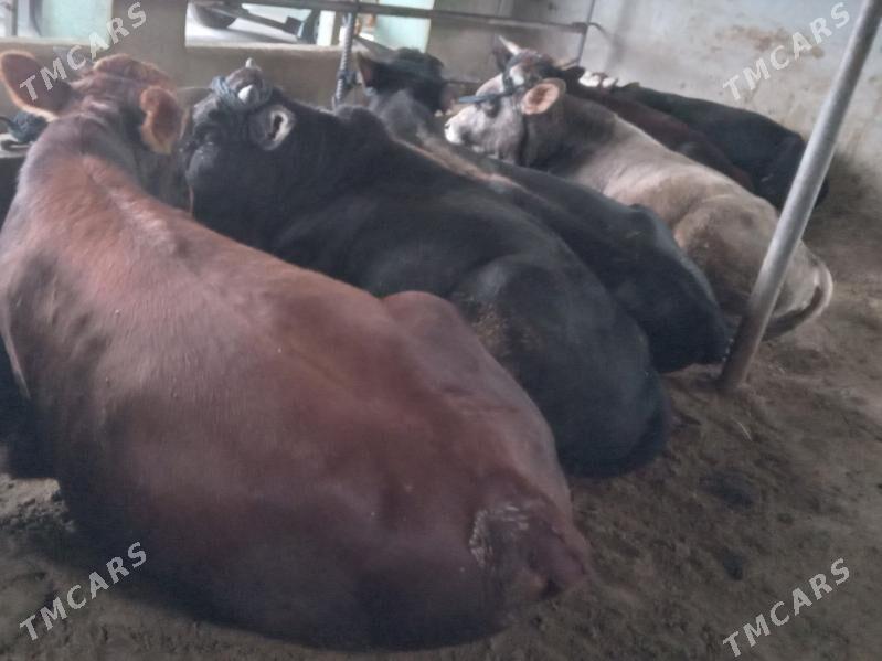 uly okiz - Büzmeýin - img 3